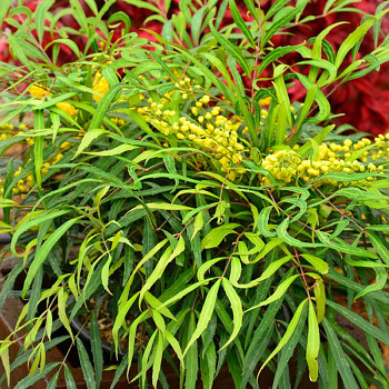 MAHÓNIE ´SWEET WINTER´® kont. 3L