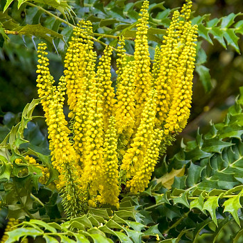 MAHÓNIE ´WINTER SUN´ kont. 2,5L