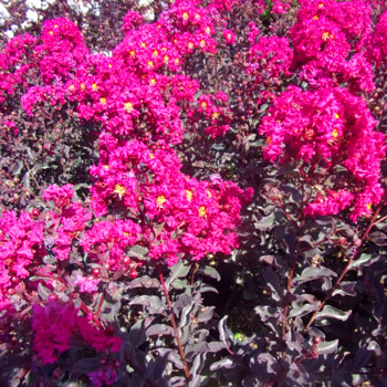 LAGERSTROÉMIE ´MYSTIC MAGENTA´ kont. 2L