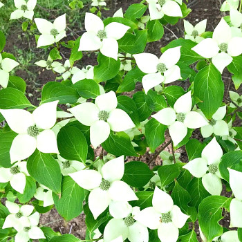 DŘÍN JAPONSKÝ ´CHINA GIRL´ kont. 10L