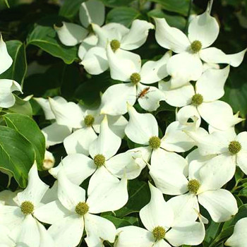 DŘÍN JAPONSKÝ ´MANDARIN JEWEL´ kont. 3L