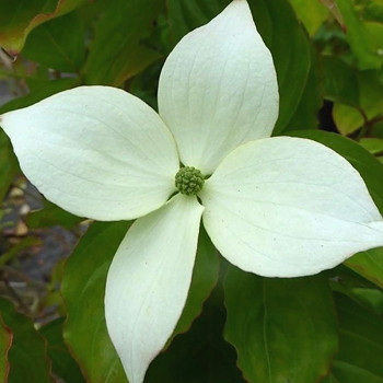 DŘÍN JAPONSKÝ ´WHITE GIANT´ kont. 1L
