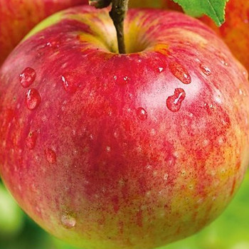 BALKONOVÁ JABLOŇ ´AUTUMN RED´ kont. 6L