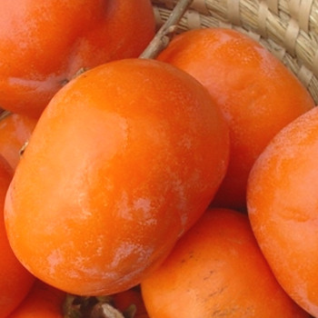 KAKI CHURMA ´TONE WASE´ kont. 2L