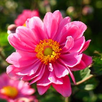 SASANKA JAPONSKÁ ´PAMINA´ tmavě růžová