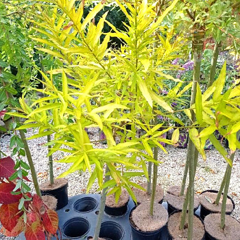 VRBA ´GOLDEN SUNSHINE´® kmínek 100cm, kont. 4L 