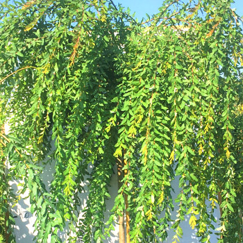 VRBA JAPONSKÁ ´PENDULA´  kmínek 120cm kont. 5L