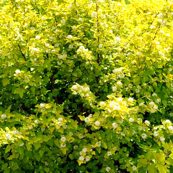 TAVOLA KALINOLISTÁ ´NUGGET´ kont. 3L