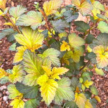 TAVOLA KALINOLISTÁ ´MAGIC SUNRISE´ kont. 3L