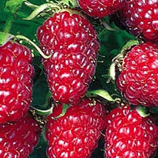 MALINOOSTRUŽINA TAYBERRY XL v kontejneru 2litry