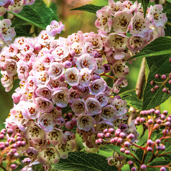 TROJPUK ´LAVANDER TIME´® kont. 3L