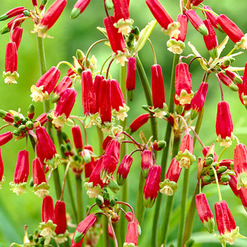 DICHELOSTEMMA  (10 cibulí) 