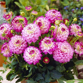 JIŘINA ´MELODY DIXIE´ (1 hlíza)