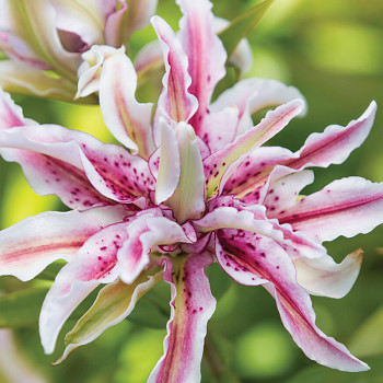 LILIE ´MAGIC STAR´ (1 cibule)