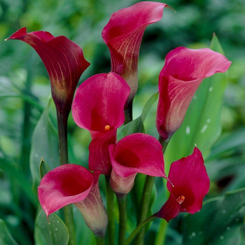 KALA (Kornoutice) ´CALLAFORNIA RED´ (1 cibule)