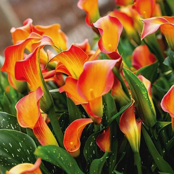 KALA (Kornoutice) ´MORNING SUN´ (1 cibule)