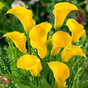 KALA (Kornoutice) ´GOLD LABEL´ (1 cibule)