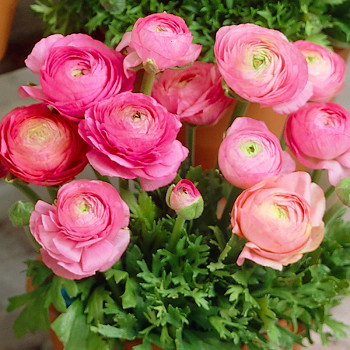 PRYSKYŘNÍK ´PINK´ (10 cibulí)