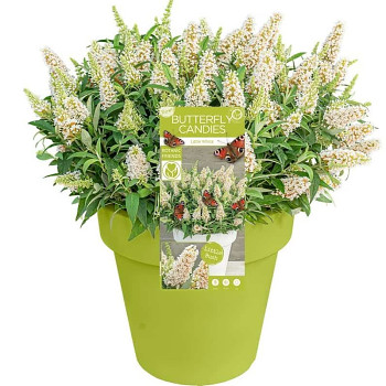 KOMULE DAVIDOVA ´BUTTERFLY CANDY´® LITTLE WHITE kont. P9