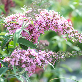KOMULE DAVIDOVA ´PINK CASCADE´® kont. P9