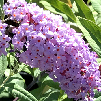 KOMULE DAVIDOVA ´VIOLET CASCADE´® kont. P9