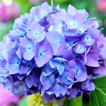 HORTENZIE ´BLAUER ZWERG´ kont. P9