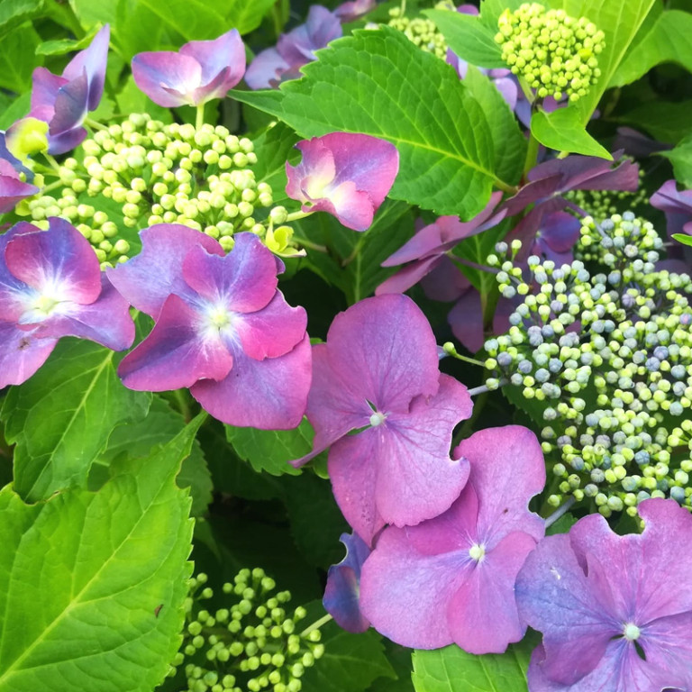 Hortenzie Kde Koupit (druhů kultivarů, květenstvími Hydrangea, Pozor Nákupu, Výhody nákupu) Hortenzie Kde Koupit