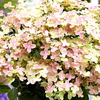 HORTENZIE LATNATÁ ´POLESTAR´® kont. 1,4L