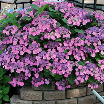 HORTENZIE LATNATÁ ´COTTON CANDY´ kont. 3L