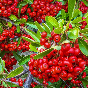 HLOHYNĚ ŠARLATOVÁ ´RED STAR´ kont. 2L
