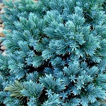JALOVEC ŠUPINATÝ ´BLUE STAR´ kont. P9