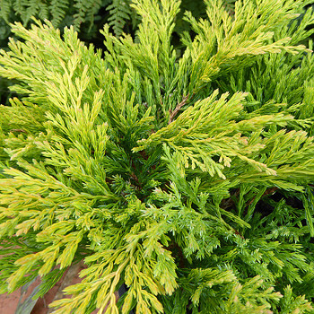 JALOVEC POLEHLÝ ´LIME GLOW´ kont. P9