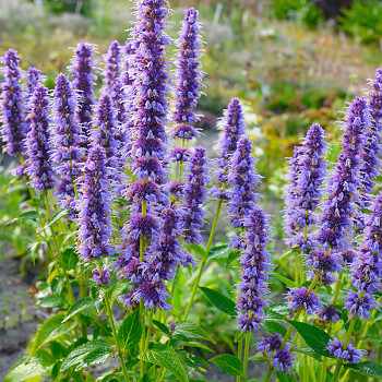 AGASTACHE ´BLUE FORTUNE´