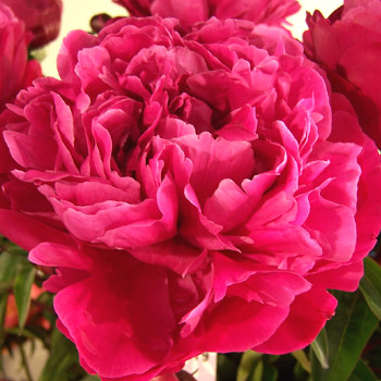 PIVOŇKA ´RED SARAH BERNHARDT´ kont. 2L