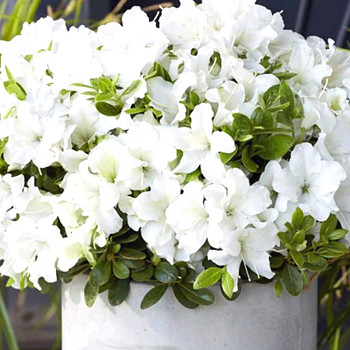 JAPONSKÁ AZALKA XXL ´PURE WHITE´ kont. 3L