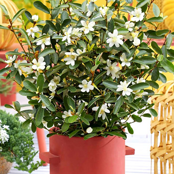 MAGNÓLIE ´VANILLA PEARLS´ kont. 3L