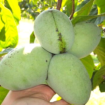 MUĎOUL - ASIMINA TRILOBA ´RAPPAHANNOCK´ROUBOVANÁ šlechtěná ko 3litry