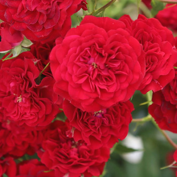 RŮŽE KORDES ´CRIMSON SILUETTA®´  Kmínek 120 cm