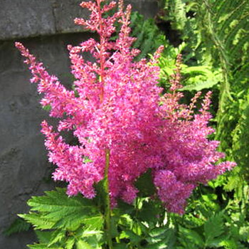 ČECHRAVA JAPONSKÁ ´MAINZ´