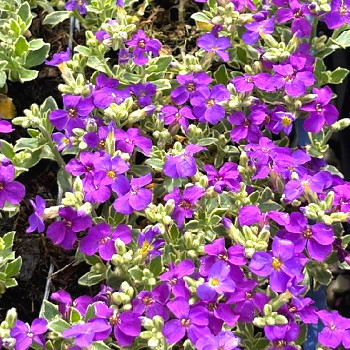 TAŘIČKA ´DR.MULES VARIEGATED´