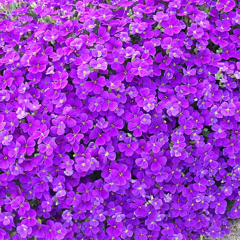 TAŘIČKA ´HAMBURGER STADTPARK´