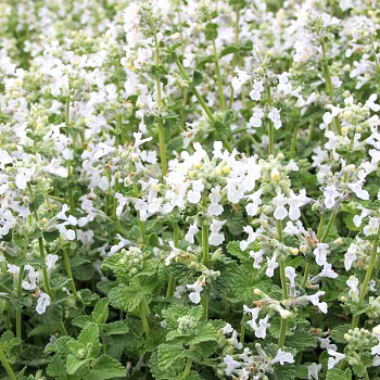 ŠANTA ´SNOWFLAKE´