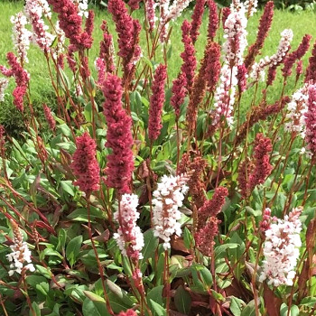 RDESNO ( HADOVNÍK) ´DARJEELING RED´