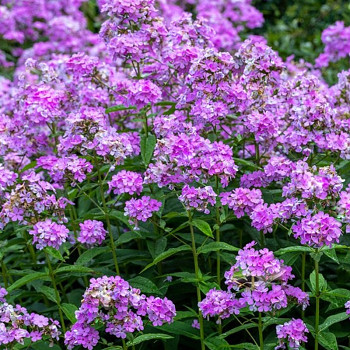 PHLOX ´HESPERIS´