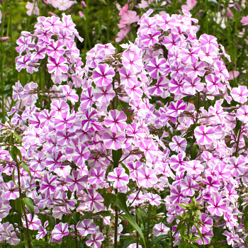 PHLOX ´NATASCHA´