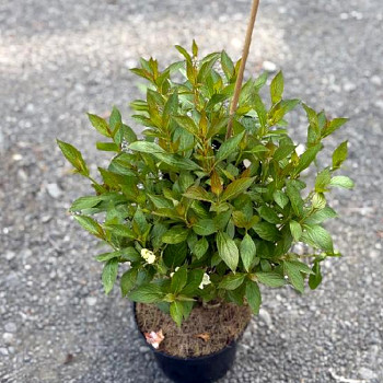 VAJGÉLIE ´PICOBELLA BIANCO´ kont. 2,5L