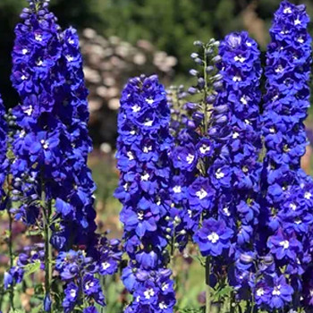 OSTROŽKA ´KING ARTHUR´