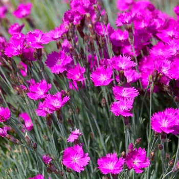 HVOZDÍK ´FIREWITCH´