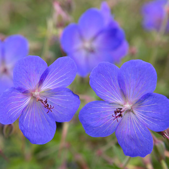KAKOST ´JOHNSON´S BLUE´ kont. P9