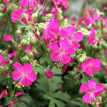 KAKOST ´CRYSTAL ROSE´ kont. P9